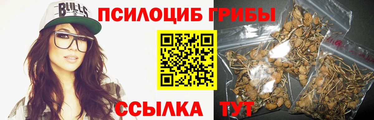 Псилоцибиновые грибы Psilocybe Конаково